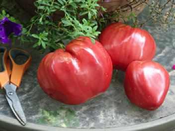 german red strawberry